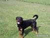 Rottweiler Bella *MIT ET & ALT* *R.I.P* 