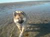 Eurasier ida