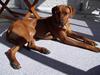 Rhodesian ridgeback Tuasiwa's Ga-ma Akili [ Himmelhund]