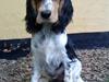 Cocker spaniel Felix