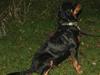 Rottweiler Marienlund's Queen *RIP*