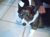 Welsh corgi cardigan tapy