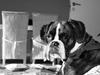 Boxer Aslan