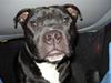 Staffordshire bull terrier Amigo