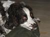 Engelsk springer spaniel Andy