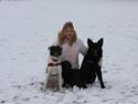 Border collie Cassie
