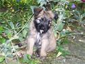 Pyrenæisk hyrdehund Coco