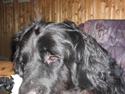 Newfoundlænder Niffi (himmelhund)