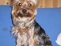 Yorkshire terrier Fifi