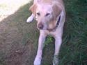 Labrador retriever Nicki R.I.P