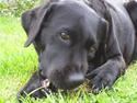 Labrador retriever Molly R.I.P