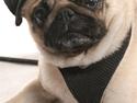 Mops Smiley