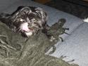 Shih tzu gismo