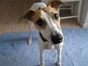 Whippet Hauxwells Thoth