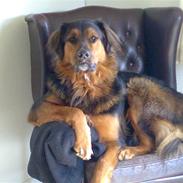 Blanding af racer thorkild