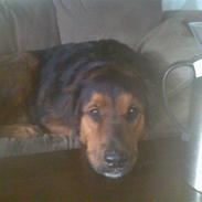 Blanding af racer thorkild