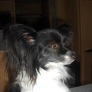 Papillon Molly