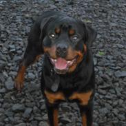 Rottweiler tyson