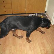 Rottweiler tyson