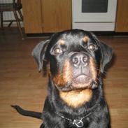 Rottweiler tyson