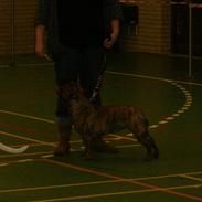 Olde english bulldogge bullforces stribe