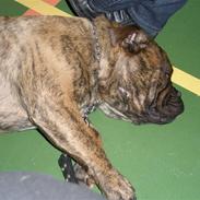 Olde english bulldogge bullforces stribe