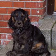 Cocker spaniel Emma 