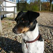 Dansk svensk gaardhund Matilde