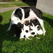 Dansk svensk gaardhund Matilde