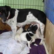 Dansk svensk gaardhund Matilde