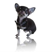 Chihuahua ¨˜”°º•Tyson•º°”˜¨ 