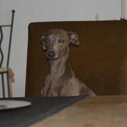 Italiensk mynde Luciano