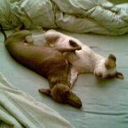 Italiensk mynde Luciano