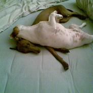 Italiensk mynde Luciano