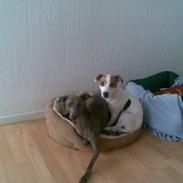 Italiensk mynde Luciano