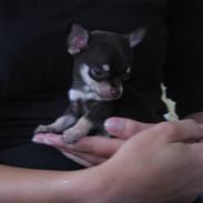 Chihuahua ¨˜”°º•Tyson•º°”˜¨ 