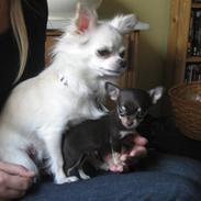 Chihuahua ¨˜”°º•Tyson•º°”˜¨ 