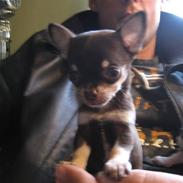 Chihuahua ¨˜”°º•Tyson•º°”˜¨ 