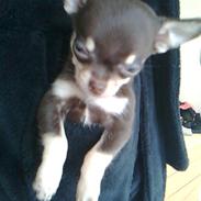 Chihuahua ¨˜”°º•Tyson•º°”˜¨ 