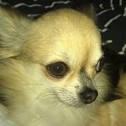 Chihuahua | Jacko