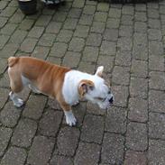 Engelsk bulldog louie