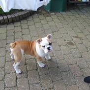 Engelsk bulldog louie