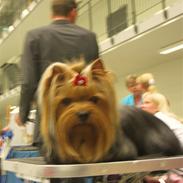 Yorkshire terrier Domino