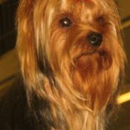 Yorkshire terrier Domino