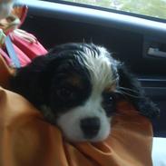 Cavalier king charles spaniel Balou <3