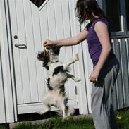 Cavalier king charles spaniel Balou <3