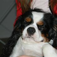 Cavalier king charles spaniel Balou <3
