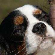 Cavalier king charles spaniel Balou <3