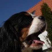 Cavalier king charles spaniel Balou <3
