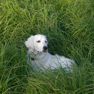 Golden retriever Nala